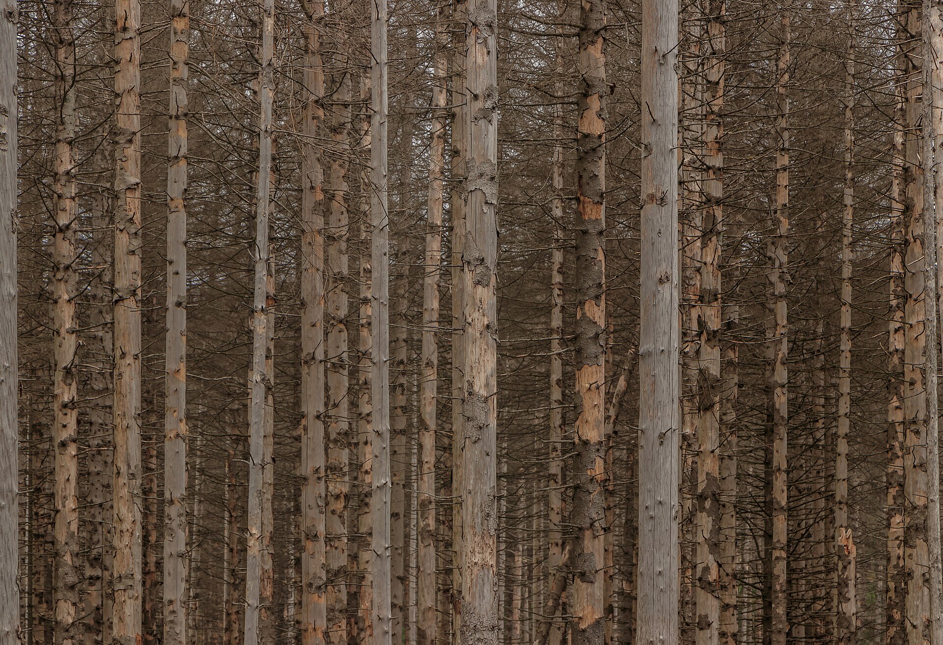Braunlage